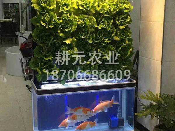 魚菜共生