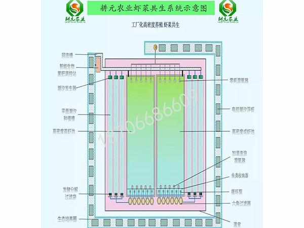 耕元蝦菜共生系統(tǒng)示意圖